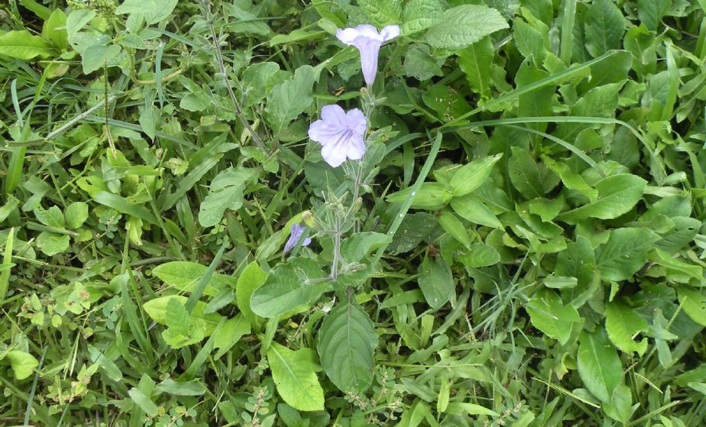 Da Cuba: questo  difficile...  Ruellia tuberosa (Acanthaceae)