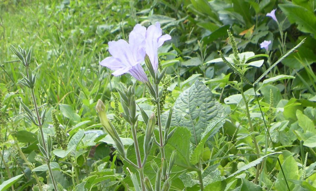 Da Cuba: questo  difficile...  Ruellia tuberosa (Acanthaceae)