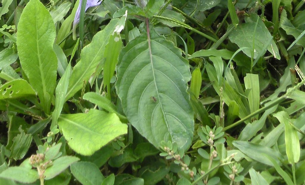 Da Cuba: questo  difficile...  Ruellia tuberosa (Acanthaceae)