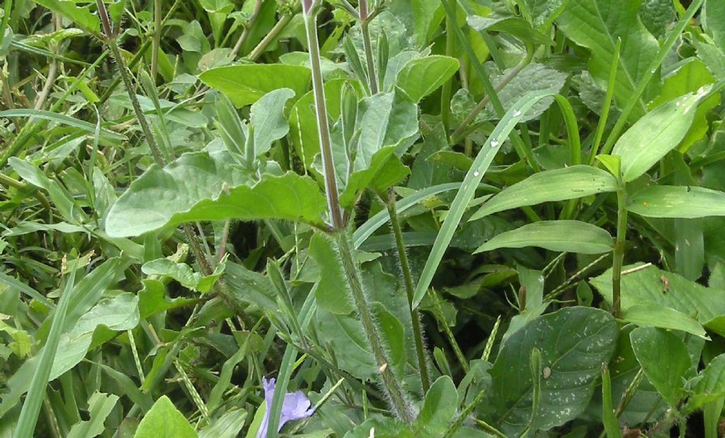 Da Cuba: questo  difficile...  Ruellia tuberosa (Acanthaceae)