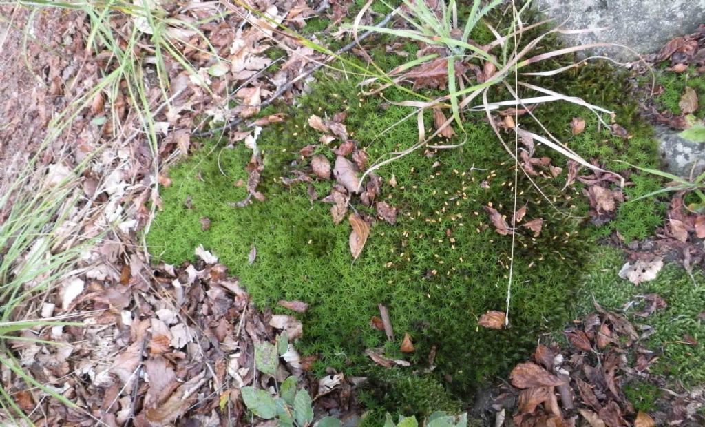 Polytrichum juniperinum?