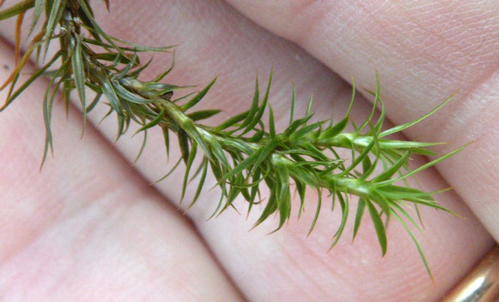 Polytrichum juniperinum?