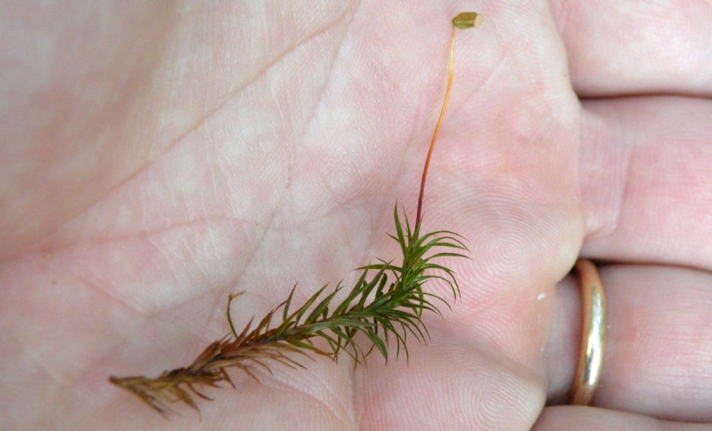 Polytrichum juniperinum?