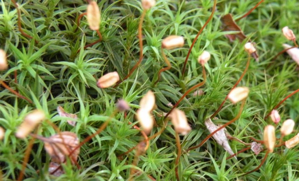 Polytrichum juniperinum?