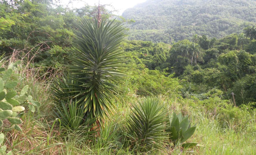 Da Cuba: Yucca o palma? Yucca aloifolia (Asparagaceae)