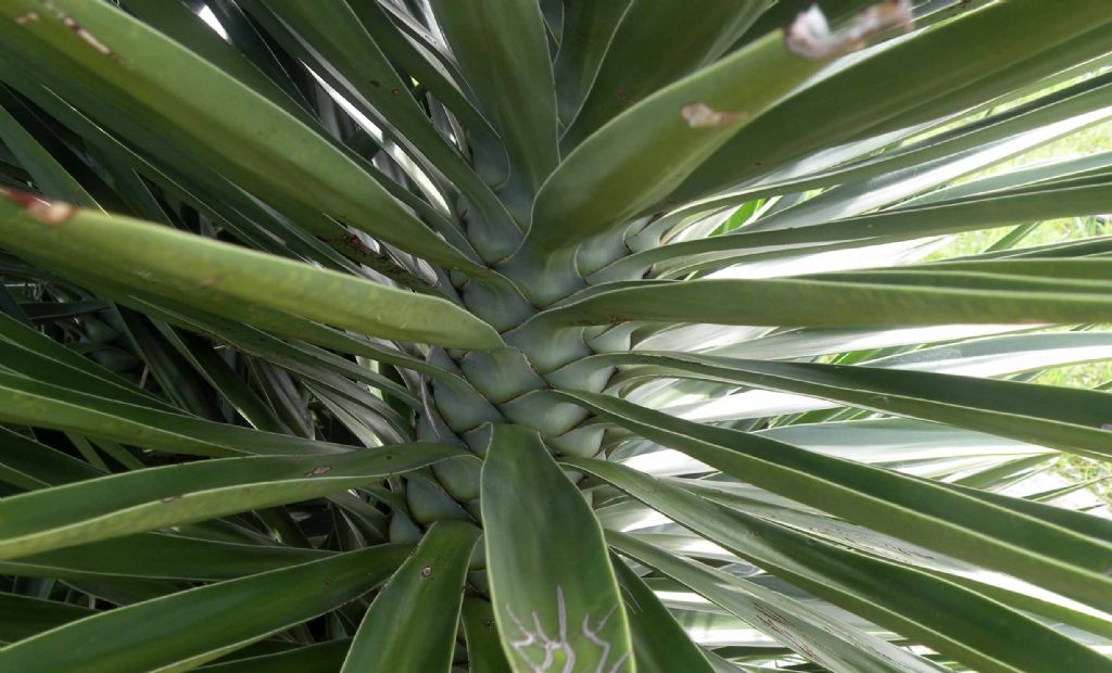 Da Cuba: Yucca o palma? Yucca aloifolia (Asparagaceae)