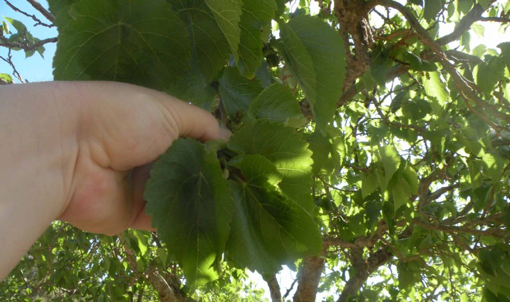 Marettimo: Celtis australis? No, Morus nigra (cfr.)