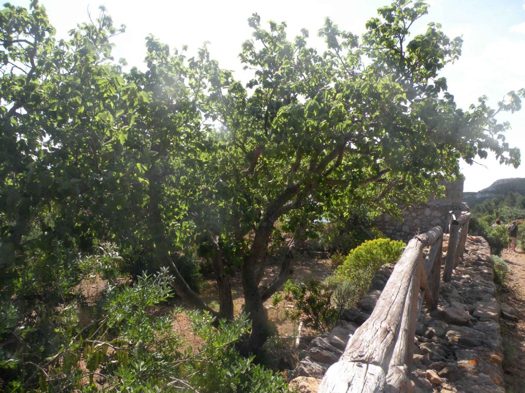 Marettimo: Celtis australis? No, Morus nigra (cfr.)