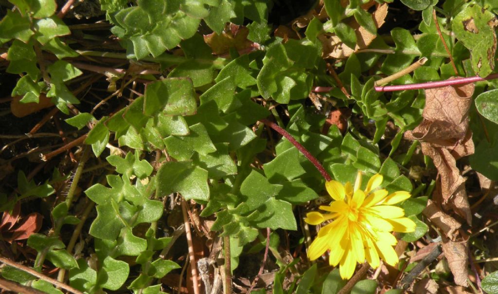 Marettimo: Hyoseris radiata?