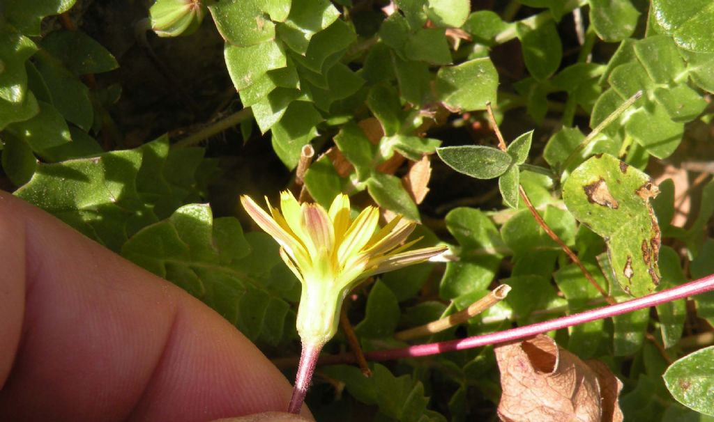 Marettimo: Hyoseris radiata?