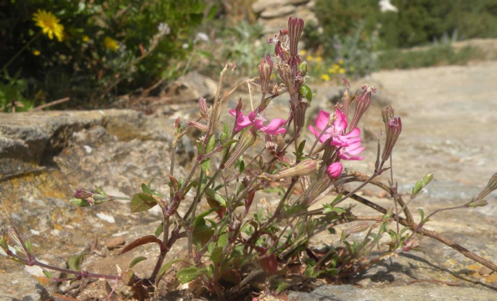 Posso ipotizzare Silene colorata?