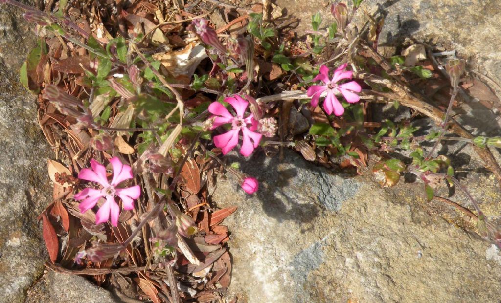 Posso ipotizzare Silene colorata?