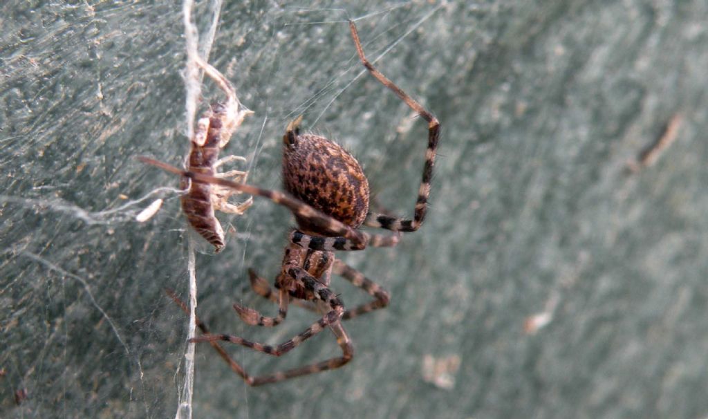 Di profilo....: Tegenaria sp. - Reggio Emilia