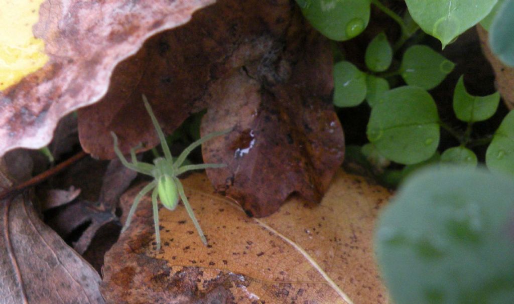 Micrommata sp. (M. virescens o  M. ligurina) - Sorbolo Mezzani (PR)