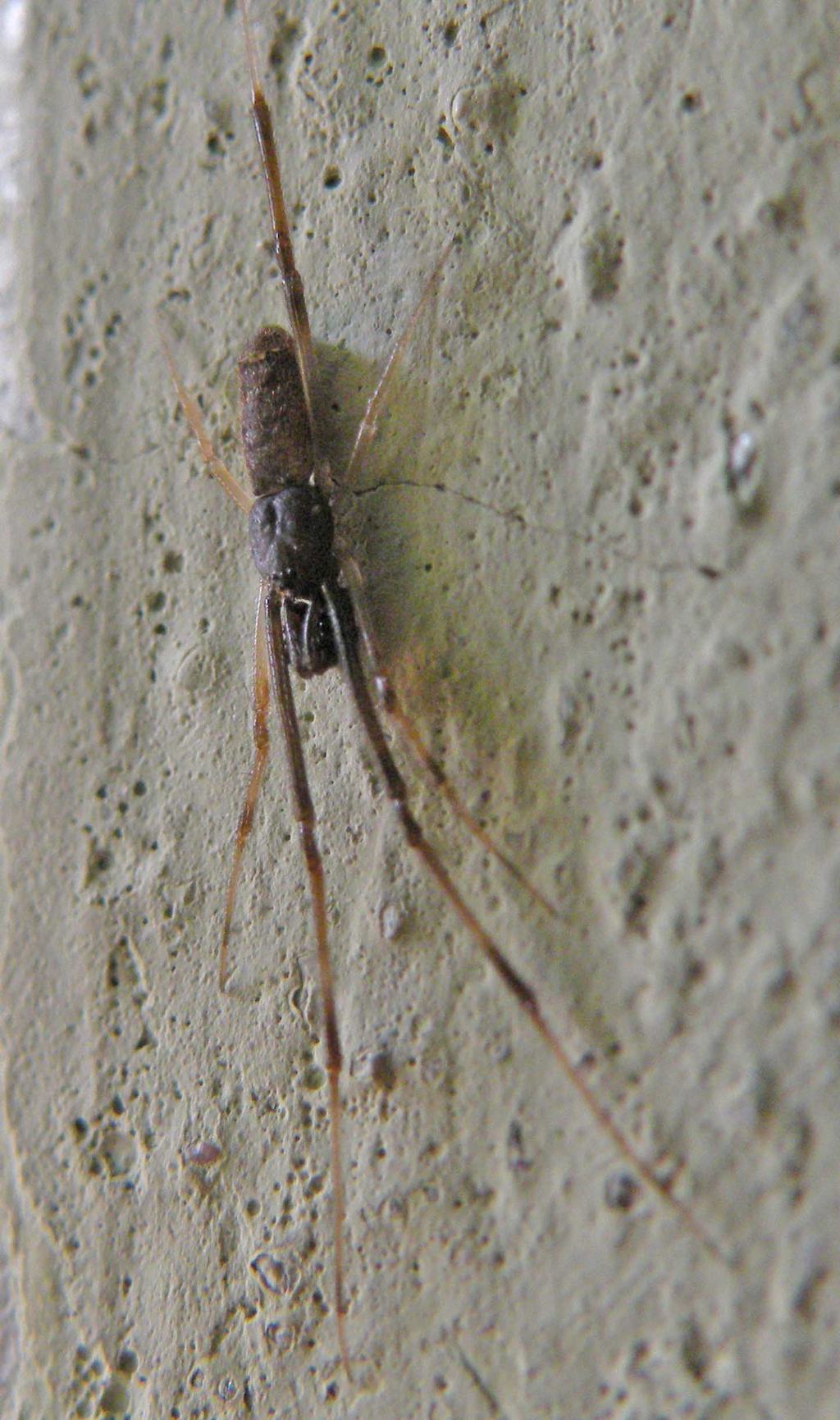 Tetragnatha sp.?   No, Theridiidae: Episinus sp., maschio - Reggio Emilia