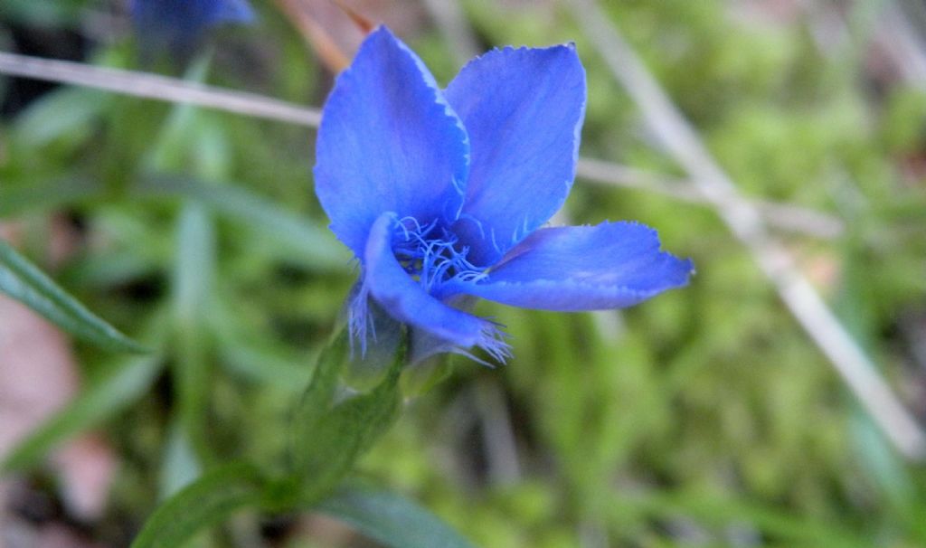 Gentianopsis ciliata