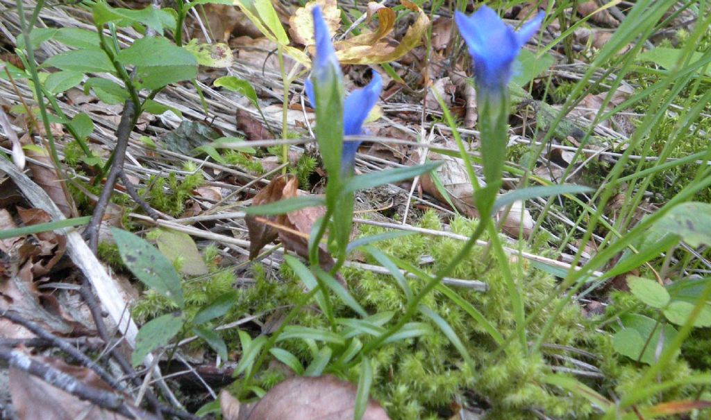 Gentianopsis ciliata