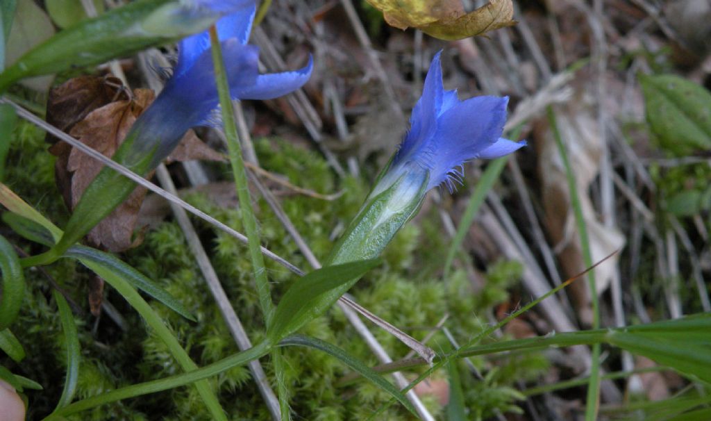 Gentianopsis ciliata