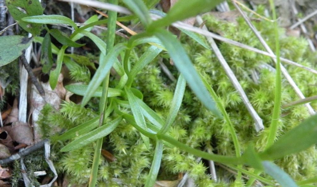 Gentianopsis ciliata