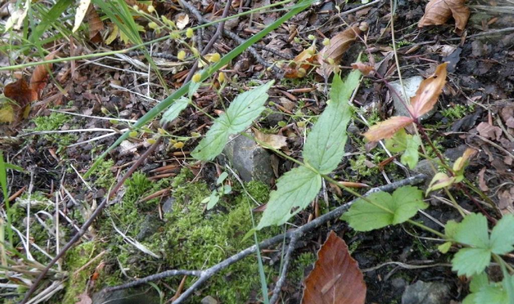 frutti di Veronica urticifolia