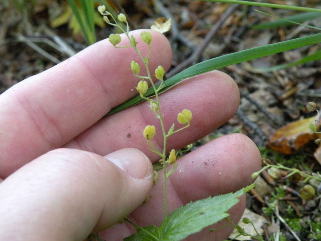 frutti di Veronica urticifolia