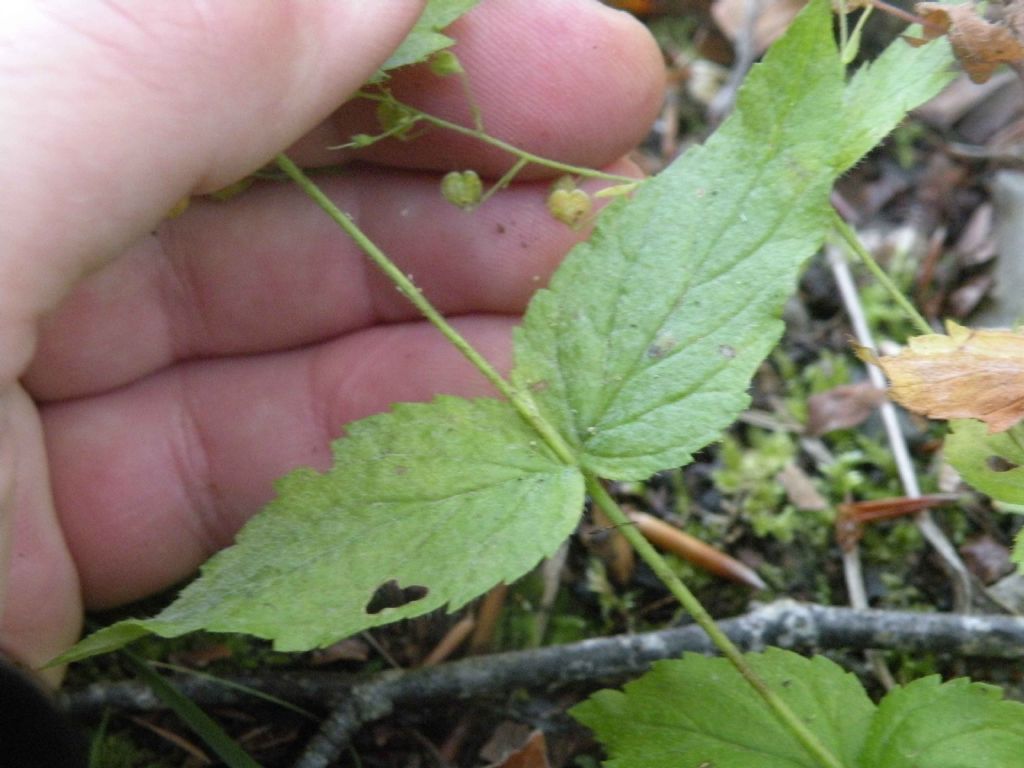 frutti di Veronica urticifolia