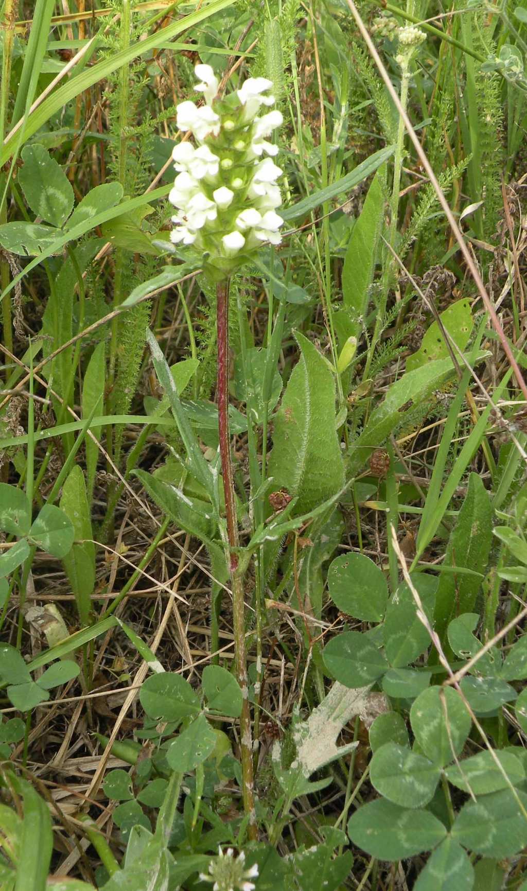 Lamiaceae / Prunella laciniata