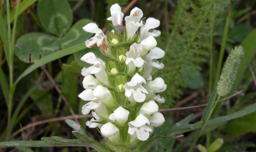 Lamiaceae / Prunella laciniata