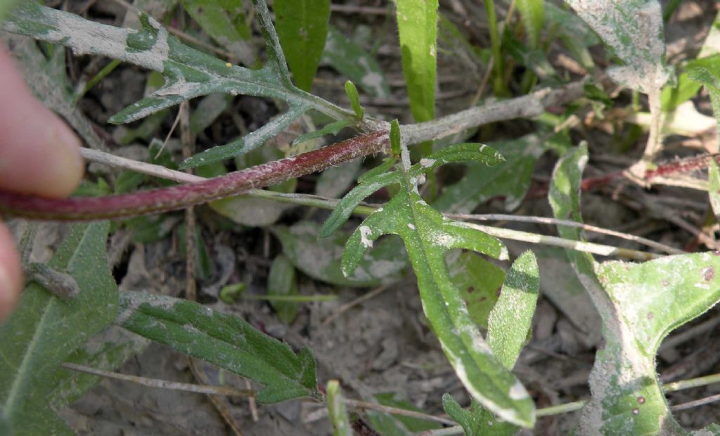 Lamiaceae / Prunella laciniata