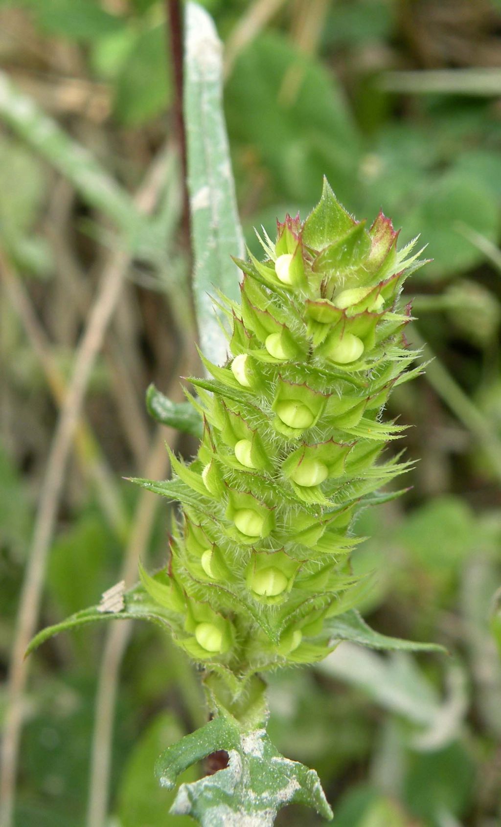 Lamiaceae / Prunella laciniata