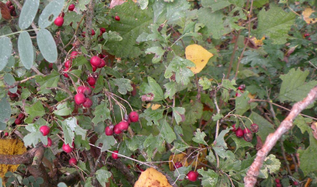 Bacche di...? Biancospino / Crataegus cfr. monogyna (Rosaceae)