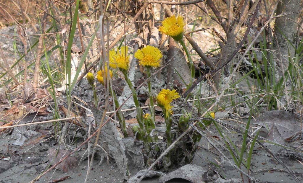 Asteraceae sul finire dell''inverno: Tussilago farfara