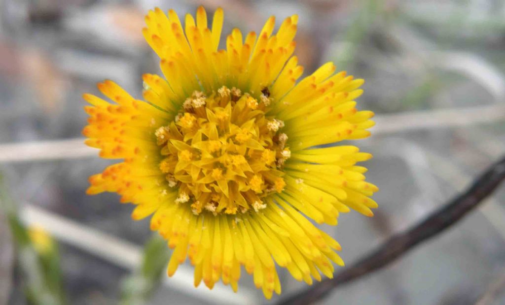 Asteraceae sul finire dell''inverno: Tussilago farfara