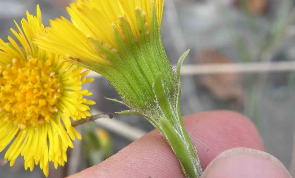 Asteraceae sul finire dell''inverno: Tussilago farfara