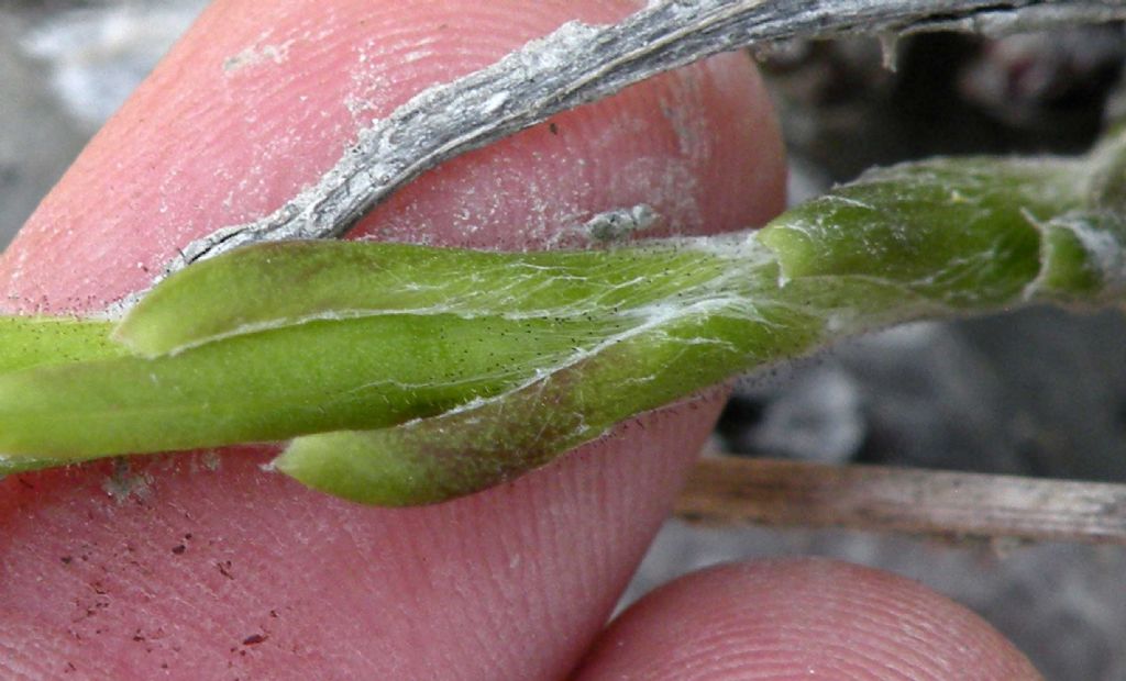 Asteraceae sul finire dell''inverno: Tussilago farfara