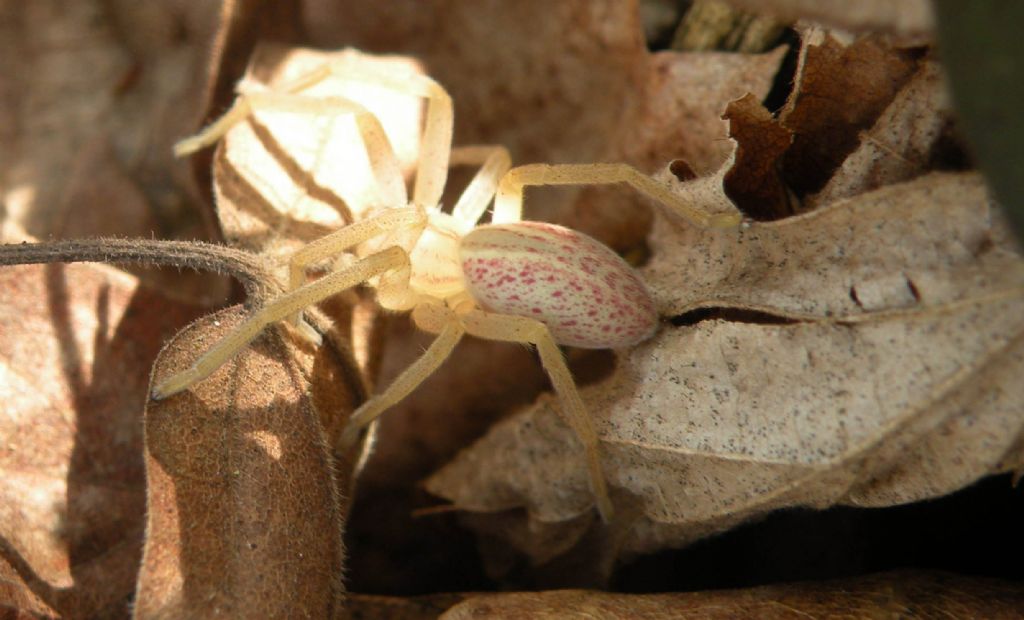 A pois rosa...: Micrommata virescens  - Pianzo (RE)