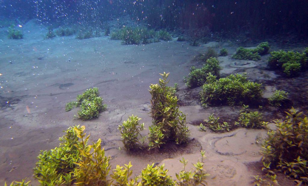 Berula erecta o Helosciadium nodiflorum?