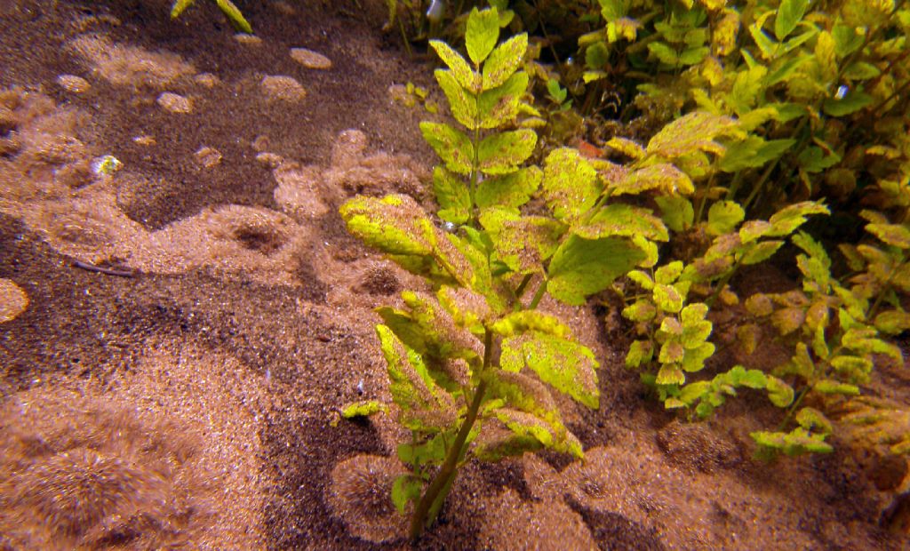 Berula erecta o Helosciadium nodiflorum?