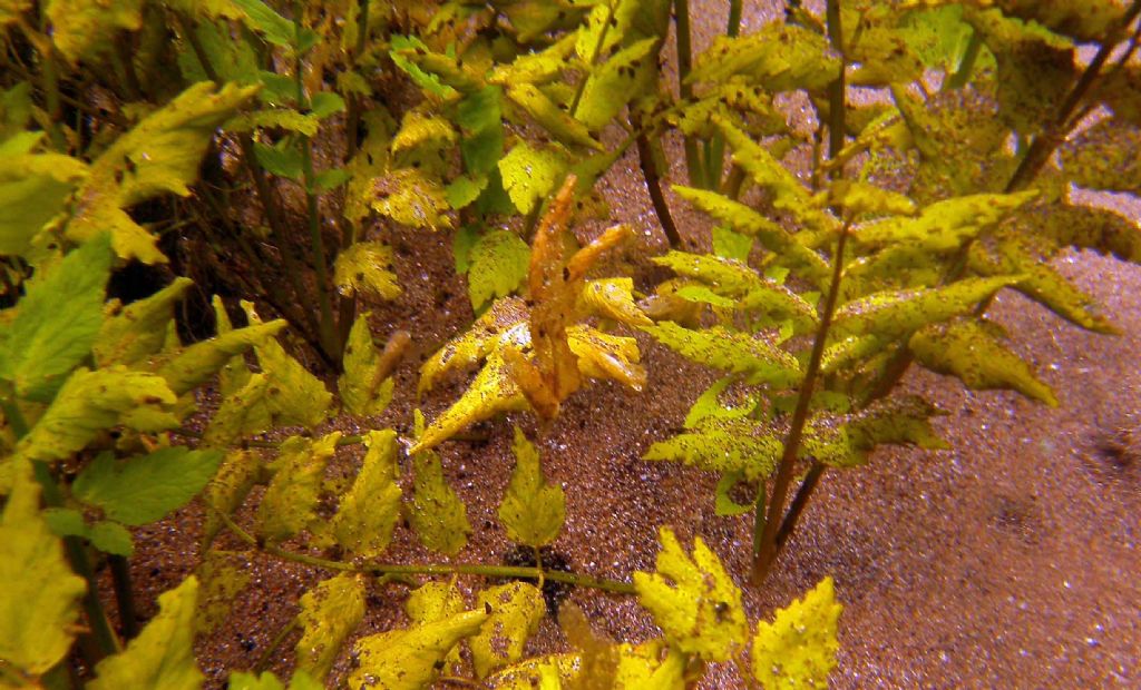 Berula erecta o Helosciadium nodiflorum?