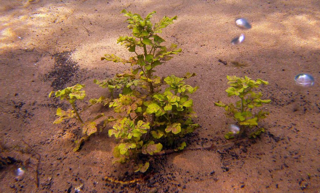 N Berula erecta, n Helosciadium nodiflorum?