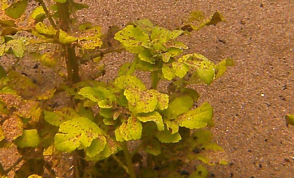 N Berula erecta, n Helosciadium nodiflorum?