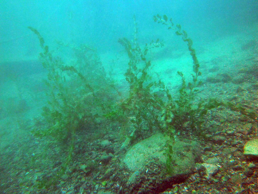 Lago di Garda: io direi Potamogeton perfoliatus...
