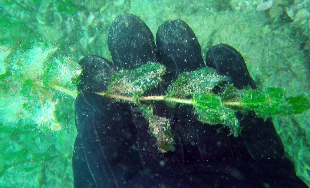 Lago di Garda: io direi Potamogeton perfoliatus...