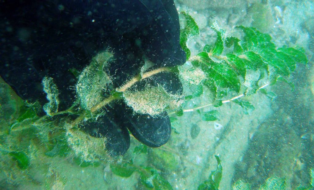 Lago di Garda: io direi Potamogeton perfoliatus...
