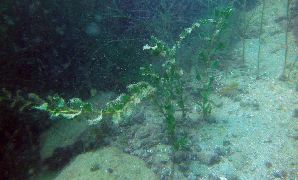 Lago di Garda: io direi Potamogeton perfoliatus...