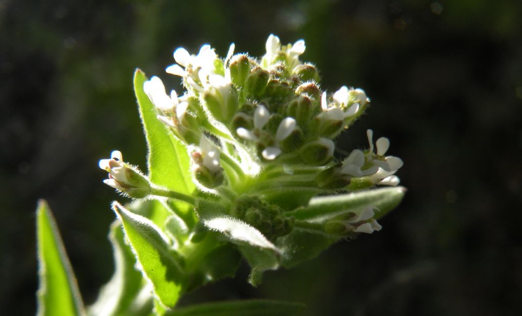 Arabis forse collina...