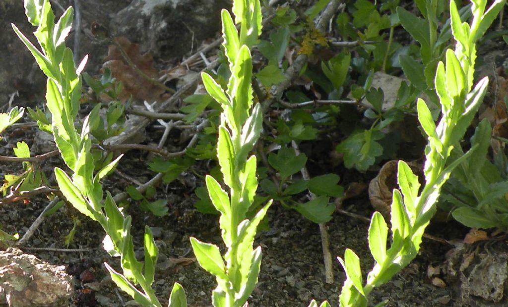 Arabis forse collina...