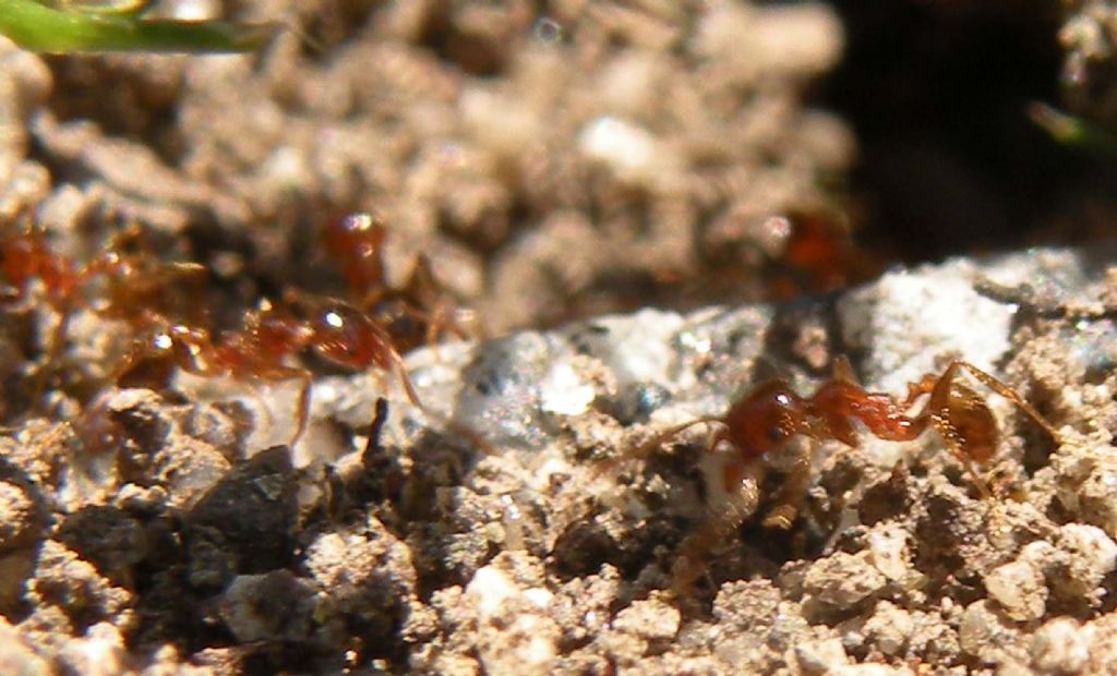 Pulizie di Pasqua in formicaio di Pheidole pallidula (cfr.)