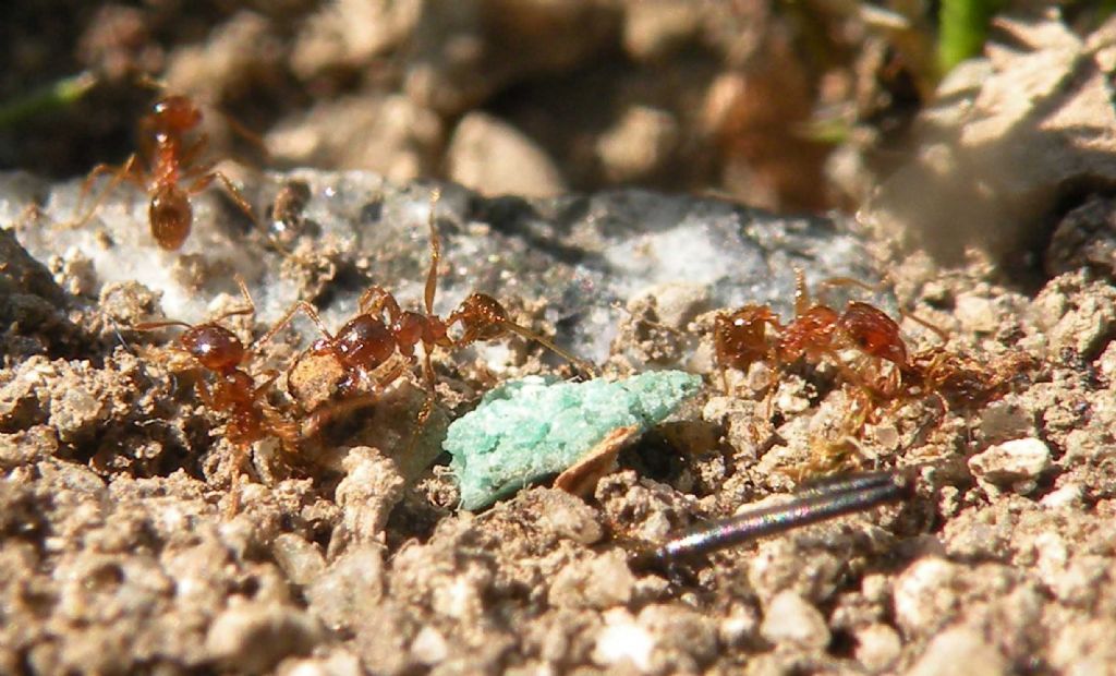 Pulizie di Pasqua in formicaio di Pheidole pallidula (cfr.)