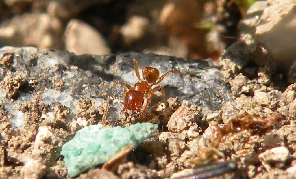 Pulizie di Pasqua in formicaio di Pheidole pallidula (cfr.)